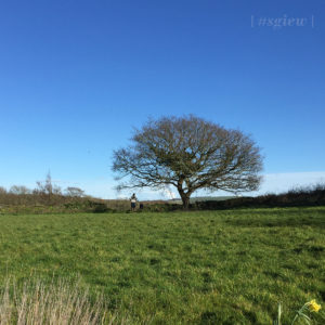 fforest-view-from-the-crog-lofts-incredibusy