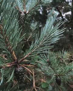 victoria sgiew_wonder