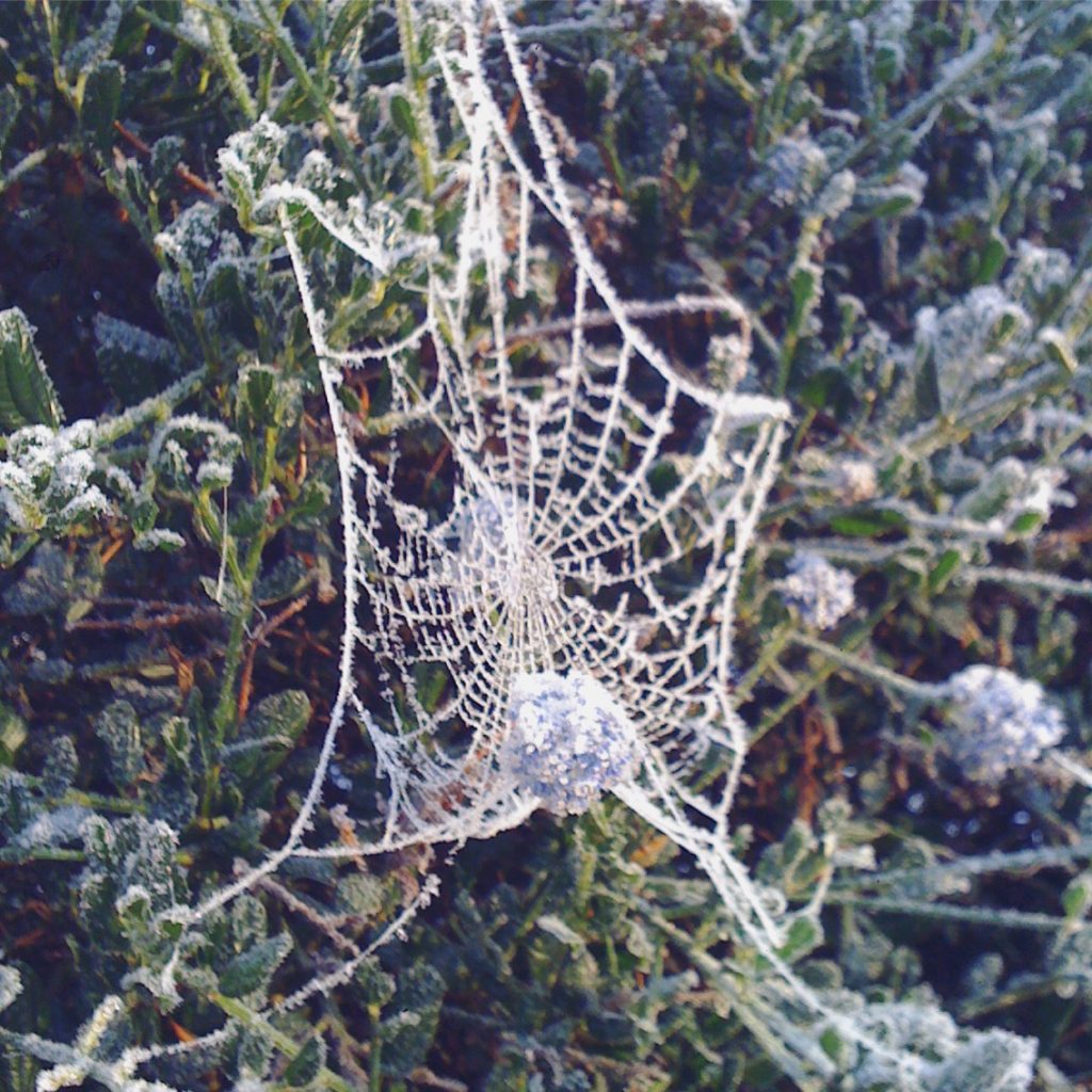 sgiew_white-cobweb