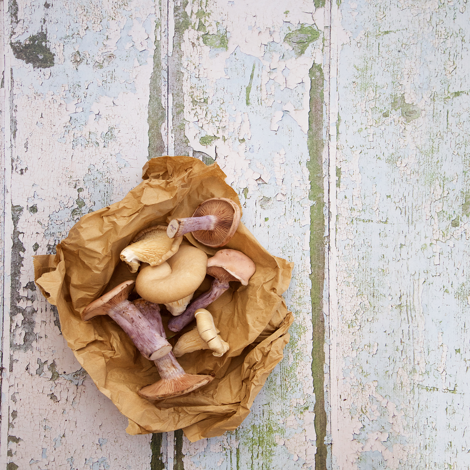 capturebyLucy mushrooms