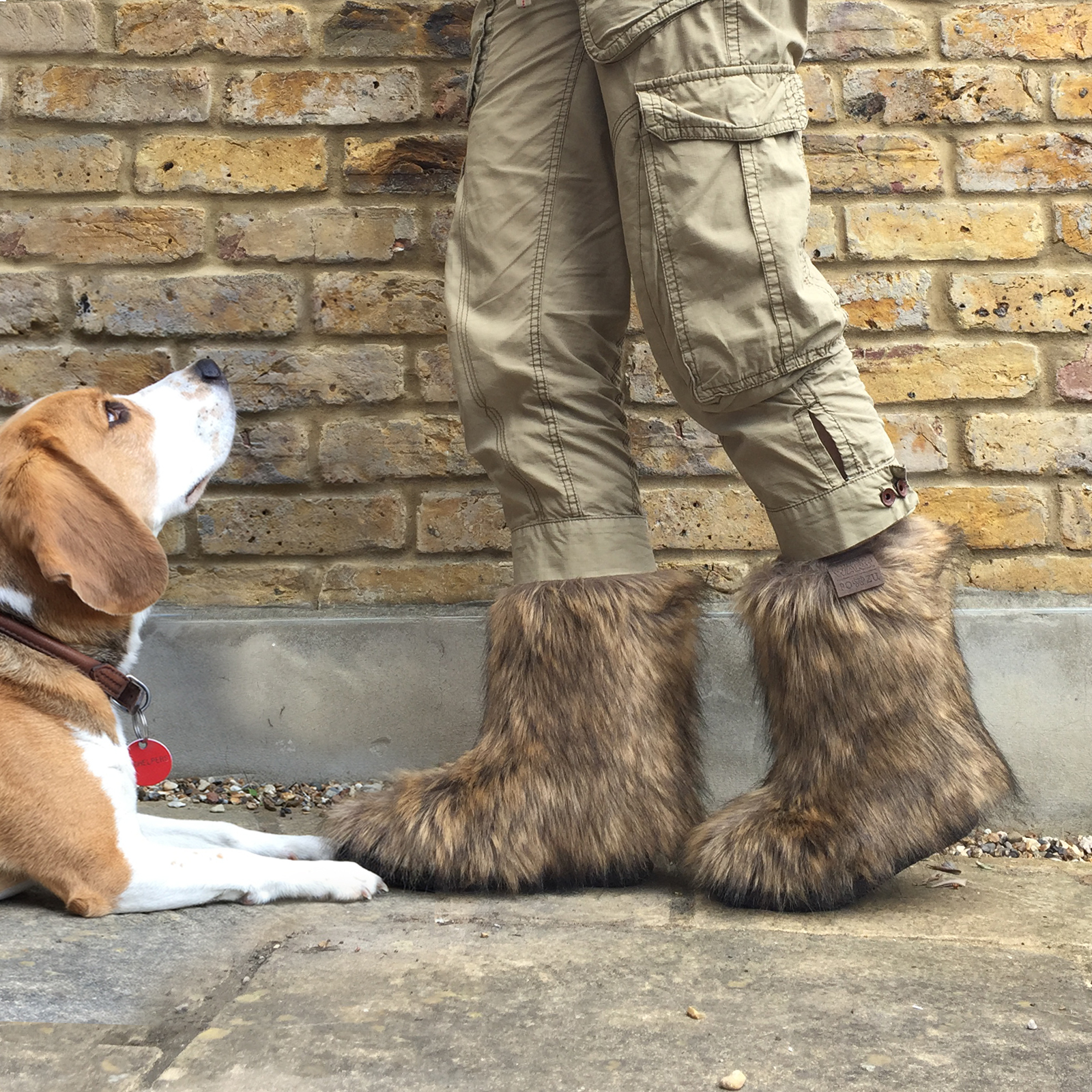 Ottie the dog meets Chewie the shoe