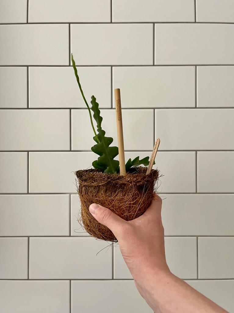 Harriets Plants in bathroom