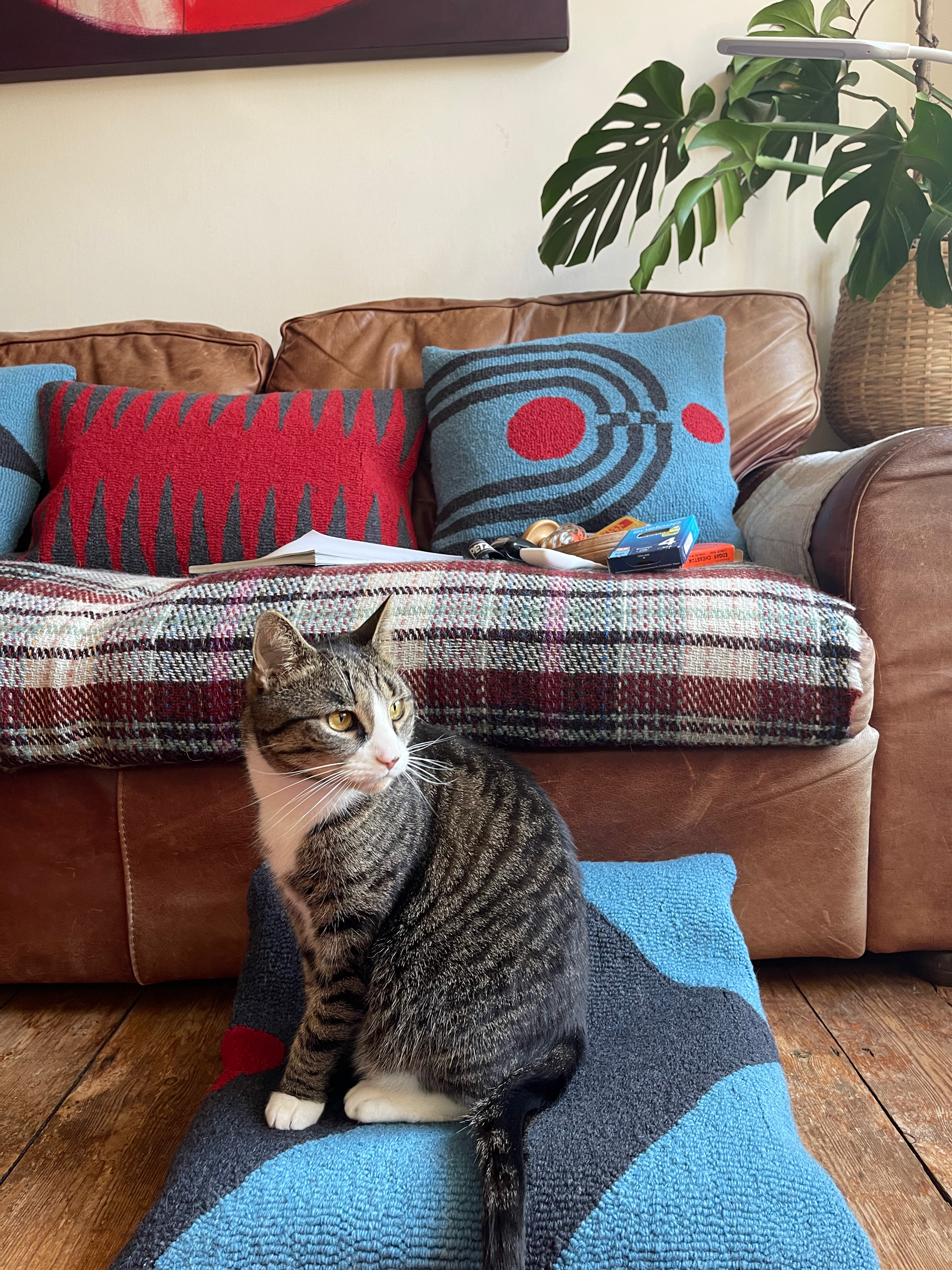 Kate Cullum Cushions at incredibusy with Kipper the cat